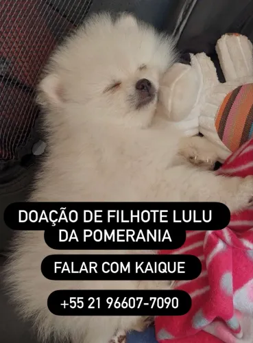 Doação Filhote de Lulu da Pomerania 