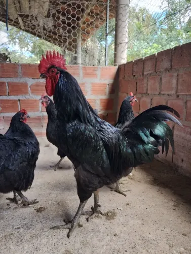 Vendo galinha de raça