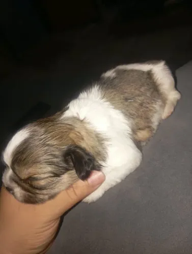 Vende - se shih tzu, são 2 machinhos a