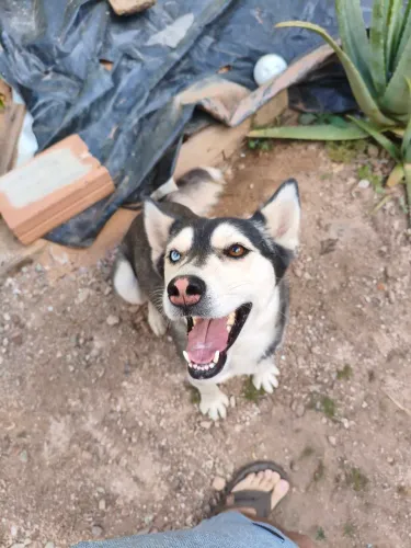 Doa-se Husky Siberiano