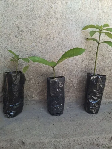 Jambeiro de 10 a 20 centímetros