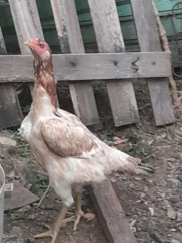 Galinhas caipiras galo caipira