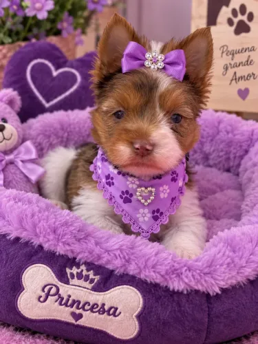 Raríssima! Filhote de yorkshire merle fêmea olho azul 