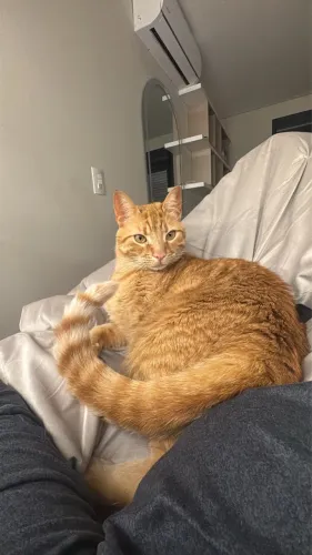 Doo gato laranja fêmea 