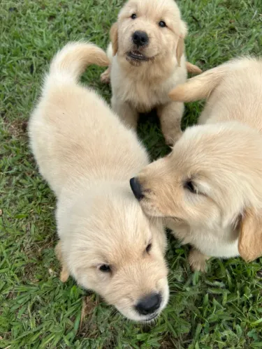 Lindos filhotes de Golden retriever