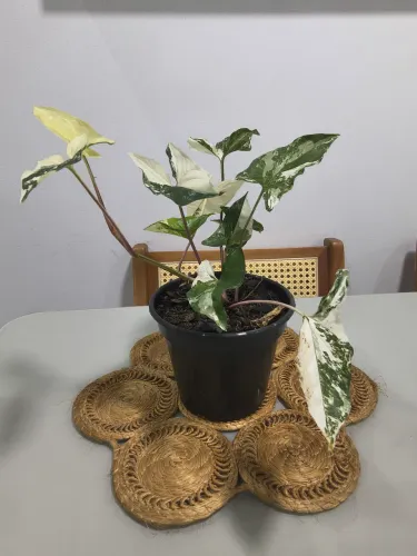 Syngonio Variegata 