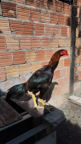 Vendo frango genética Boa