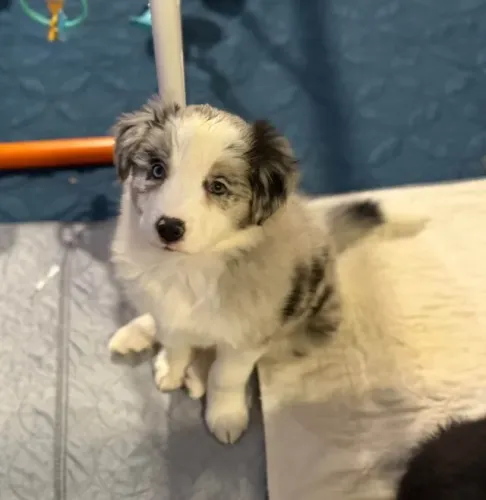 Filhotes de Border Collie | Um laço que dura para sempre