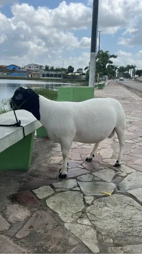 Carneiro Dorper PO. 
