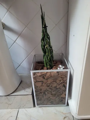 Vaso lança