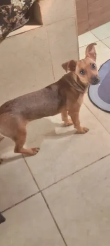 Cachorrinha fêmea para adoção