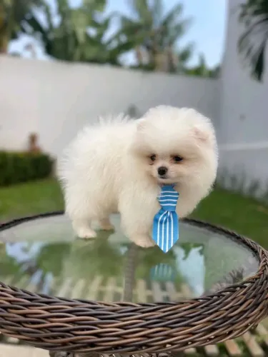 Lulu da Pomerânia 