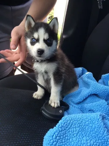 Husky siberiano Beleza, porte e simpatia em um só cachorro