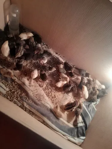 Codorna chinesa com uma semana
