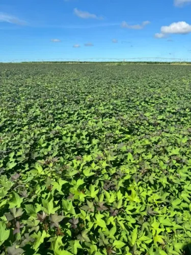 Fazenda à venda, 1700000 m² por R$ 9.000.000,00 - Touros - Touros/RN