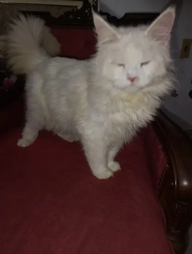 B.B.Maine Coon