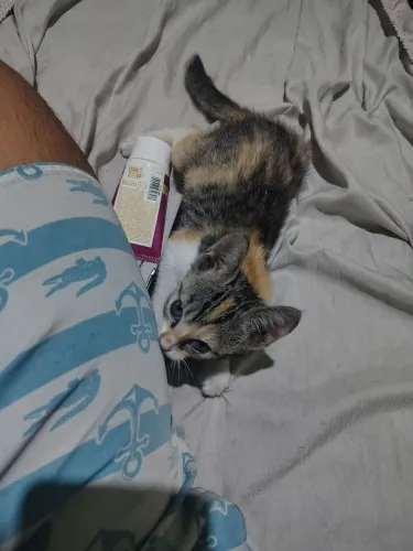 Doação Gatinha Fêmea de 2/3 meses 