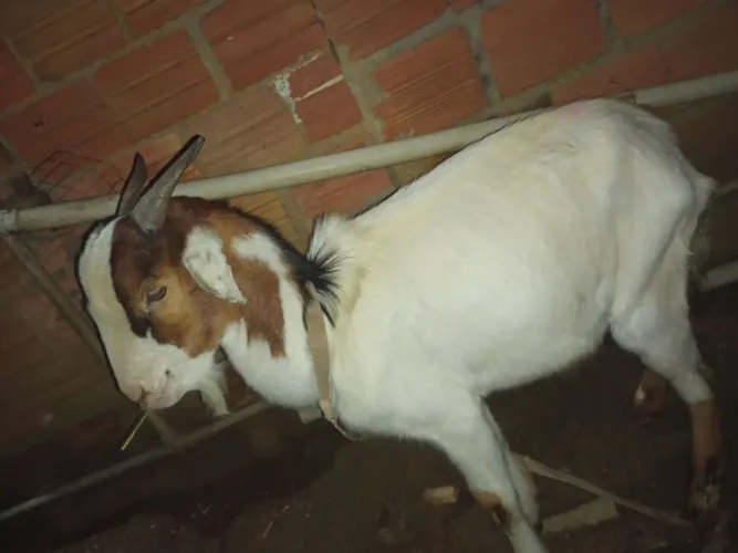 Cabrito vendo 700 ele tem 6 mês e bem mansinho ou troco por fêmea de 2 mês a 8 mês