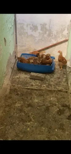 Franguinhas pra vender 