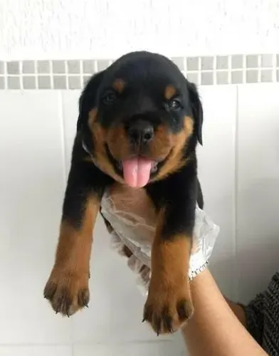 ROTTWEILER FÊMEA COM 52 DIAS JÁ ESTA VACINADA E POSSUI PEDIGREE 