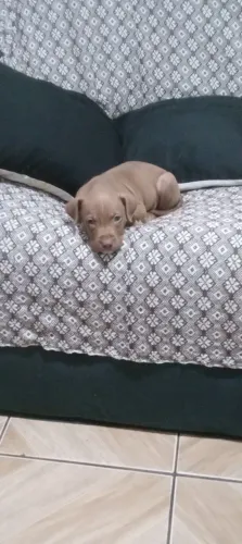Vendo american pitt bull macho , 50 dias ,1 dose da vacina ok e vermifugado 