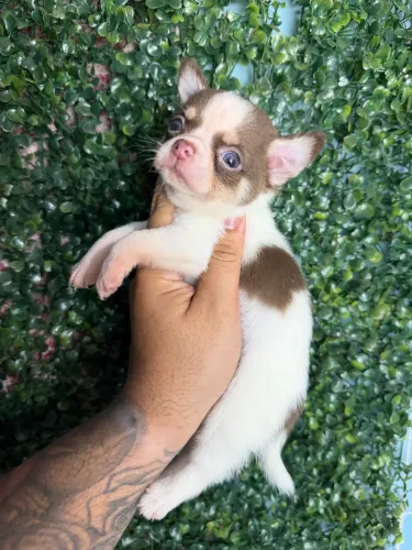Chihuahua tricolor de chocolate