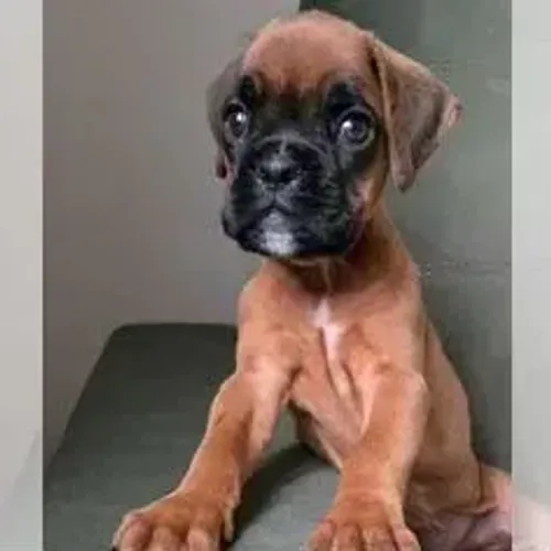 Boxer,Boxer Filhote Disponível Entrega Facilitada