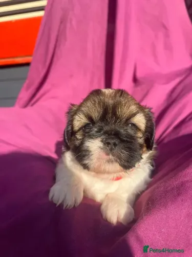 Neném Shih tzu/ shihtzu brincalhões e muito apegados