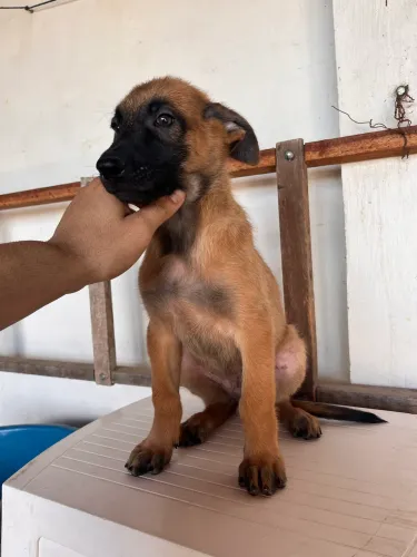 Filhotes de pastor belga malinois
