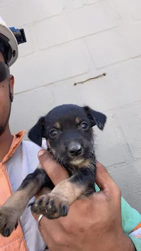 Cachorro macho para adoção