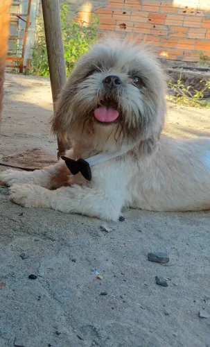 Macho