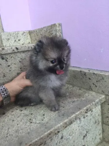 Filhotes de Lulu da Pomerânia super fofinhos
