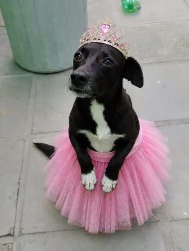 Linda cachorrinha pra adoção responsável