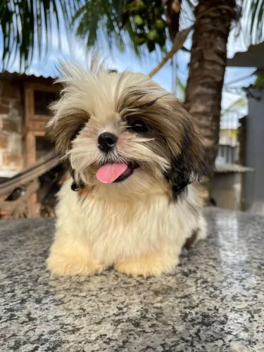Pet shih tzu tricolor