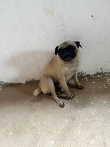 Pug cio procurar namorado 