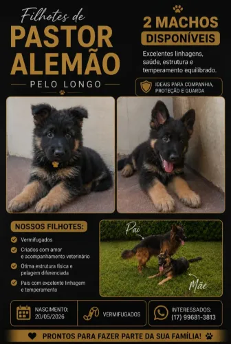 Filhotes Pastor Alemão capa preta pelo longo