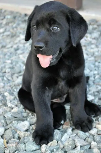 Labrador Retriever "Viver é compartilhar momentos."