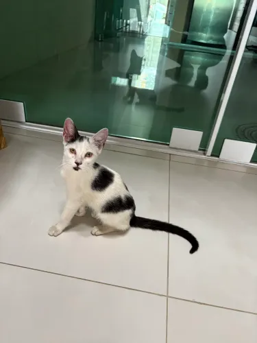 Gatinha para adoção