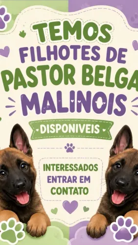 Filhotes de Pastor belga Malinois com Border Hiller