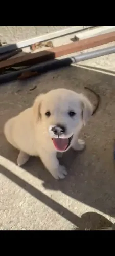 Filhotes de Labrador