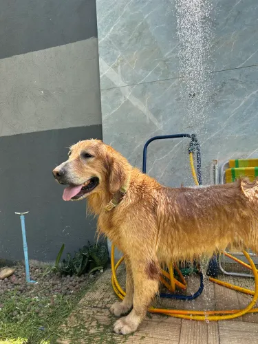 Golden Retriever ( Cruzar)