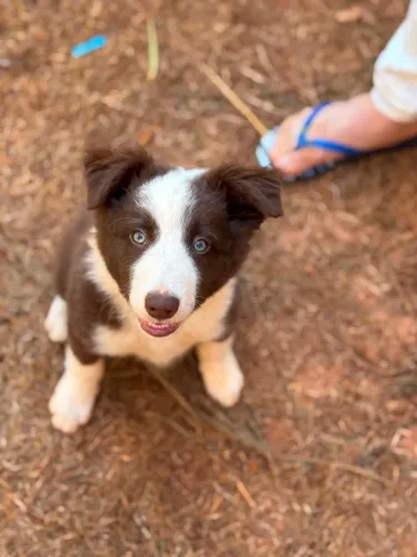Filhotes de Border Collie