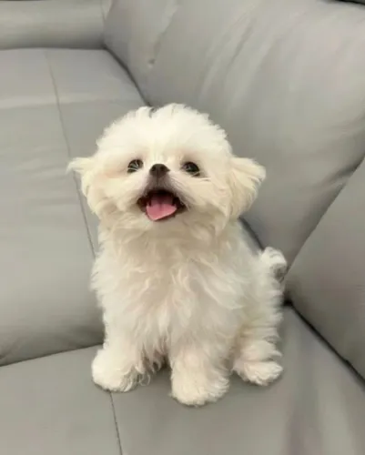 Maltes Cachorrinho pronto para fazer parte da sua rotina