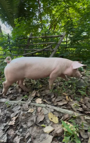 Futuro barrão