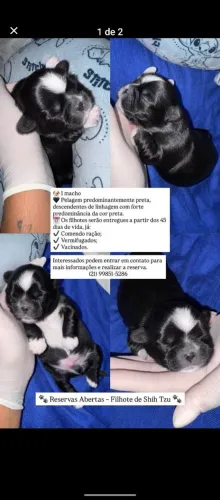 Shih Tzus