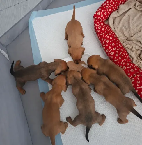 Filhotes de Daschund (Salsicha), Puros e Registrados 