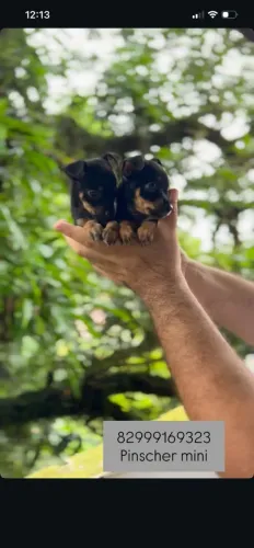 Pinscher micro fêmea pronto entrega até 10 parcelas no cartão c pedigree 
