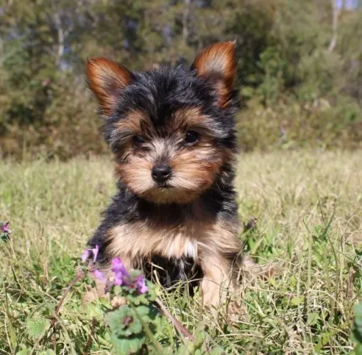 Yorkshire Terrier Um amigo que entende suas emoções