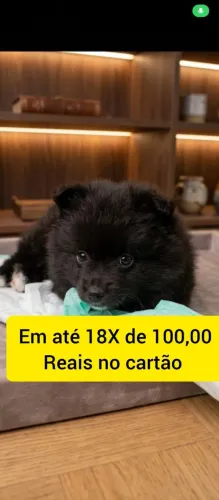 Spitz alemão black macho