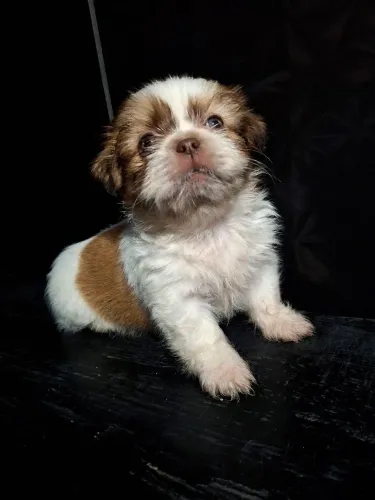 Filhotes shih tzu